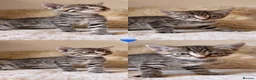 Mixed Breed cats for sale: Russian Blue Mix Kittens  - Advert 20