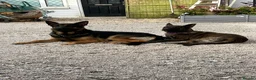 German Shepherd dogs for sale: ready now only 2 grils  left shepkita puppies  - Advert 18
