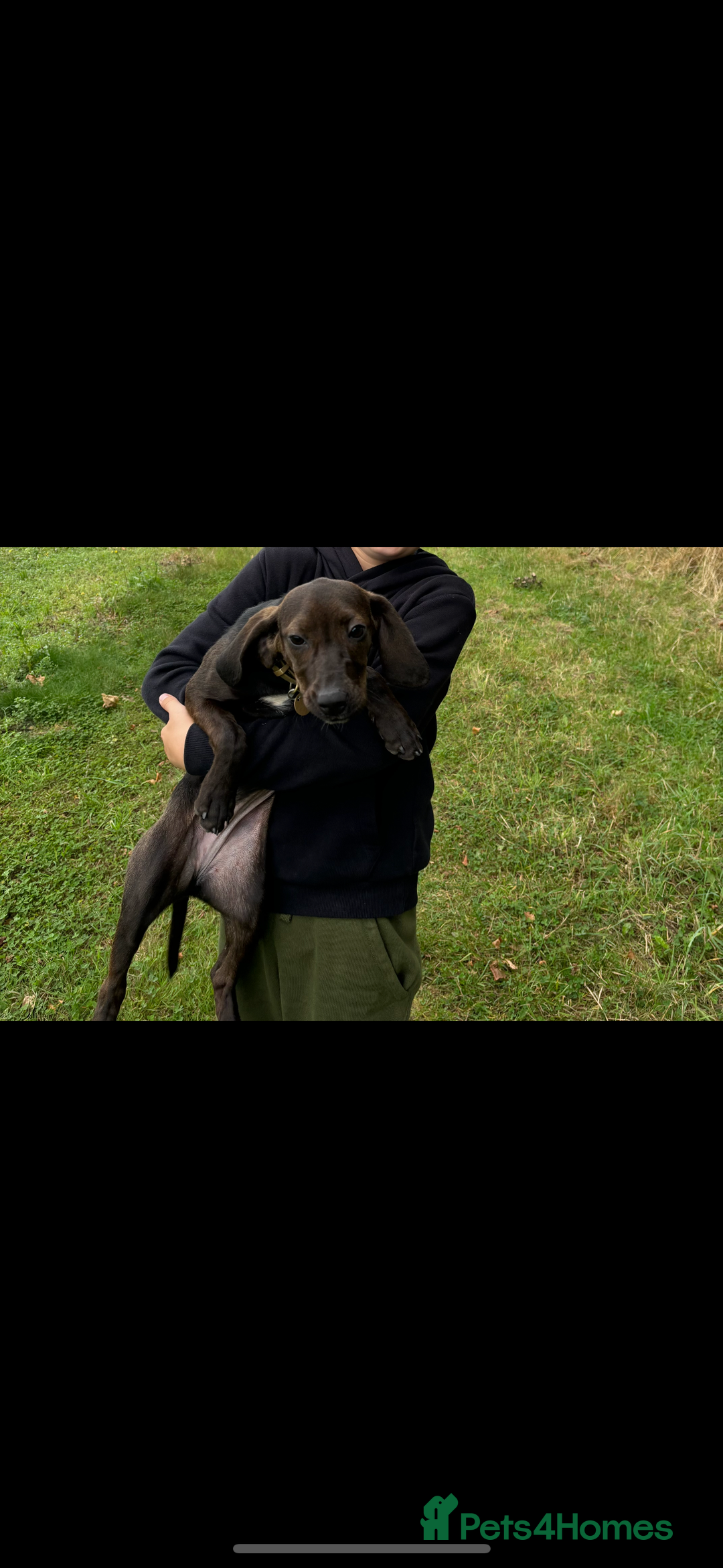 Bocker dogs for sale: Bocker girl - Image 1