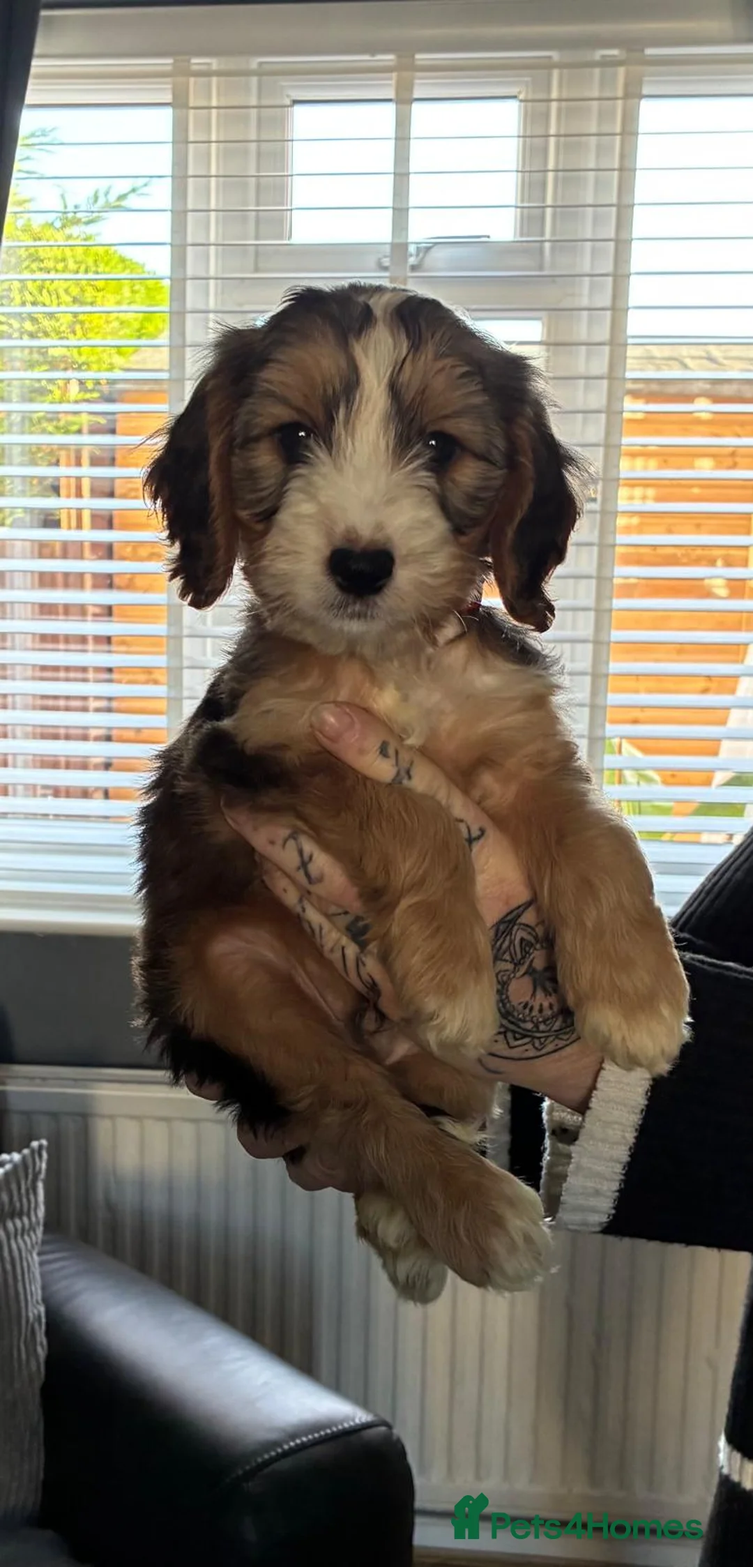 Cockapoo dogs for sale: This Is Snickers 7 months old  - Advert 1