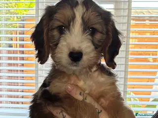 Cockapoo dogs This Is Snickers 7 months old - Advert 1