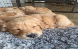 Golden Retriever dogs for sale: 🧡Beautiful Red Working golden retriever puppies🧡 - Image 1