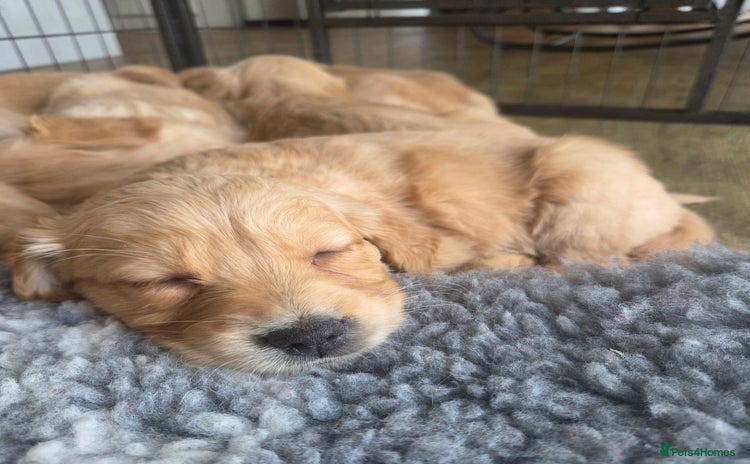Golden Retriever dogs - Advert 4