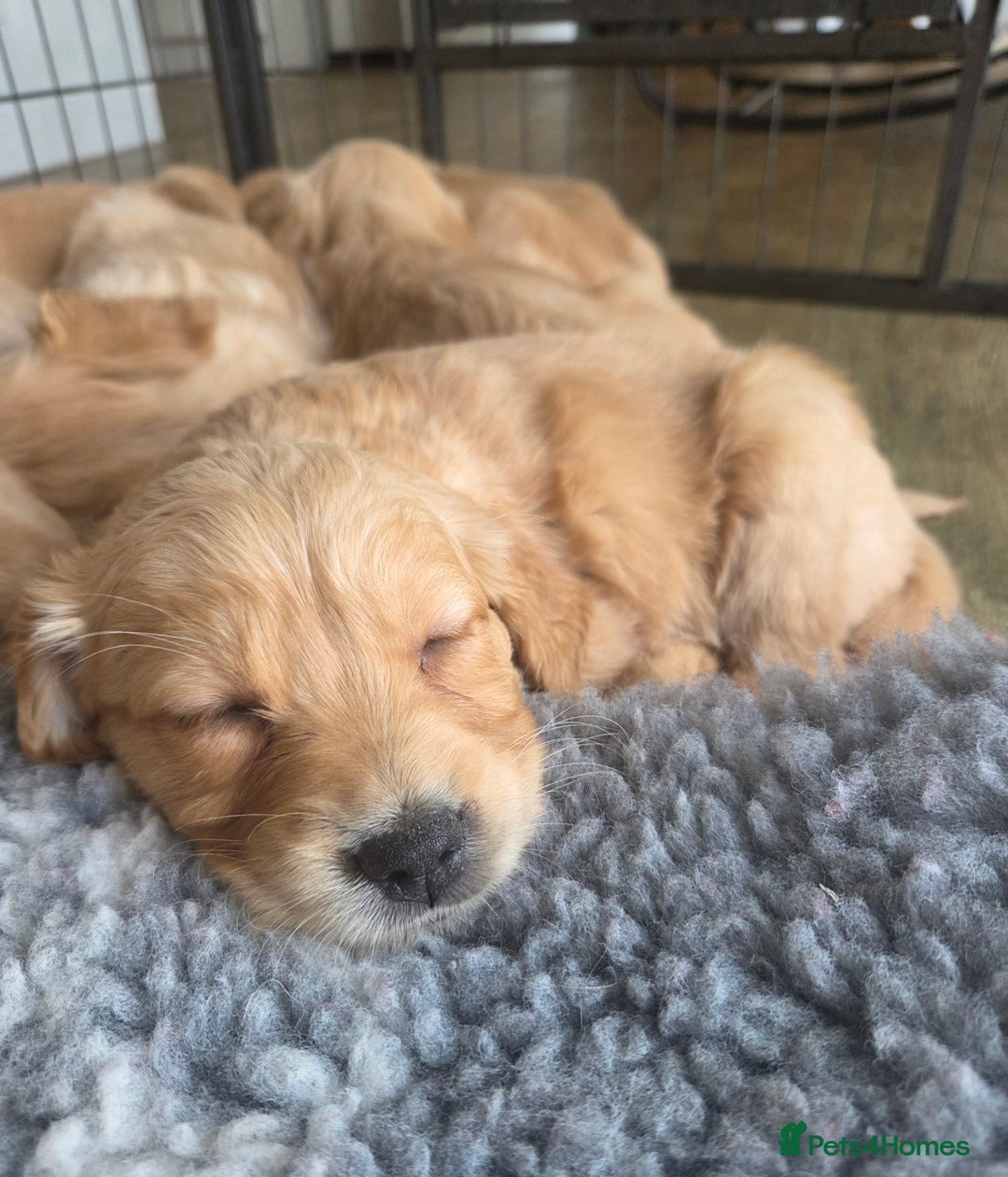 Golden Retriever dogs for sale: 🧡Beautiful Red Working golden retriever puppies🧡 - Image 1