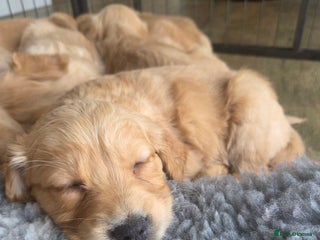 Golden Retriever dogs - Advert 1