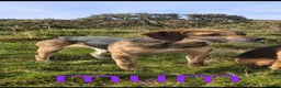 Foxhound dogs for sale: Beagle x harrier  - Advert 9