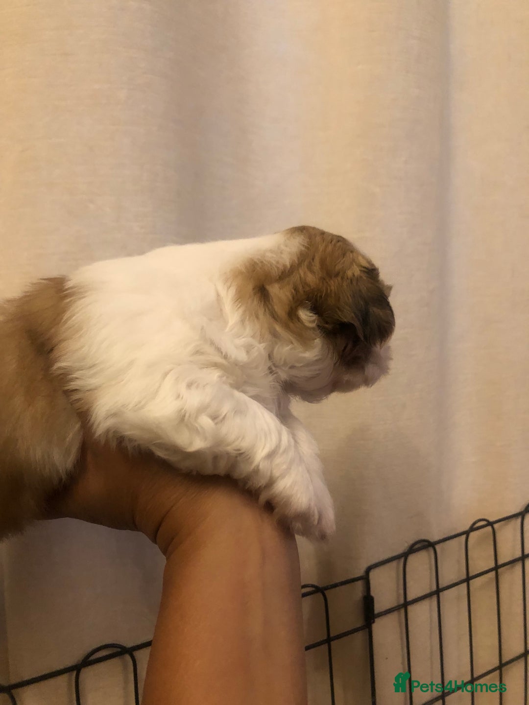 Shih Tzu dogs for sale: Angel’s Shih zhus  - Image 5