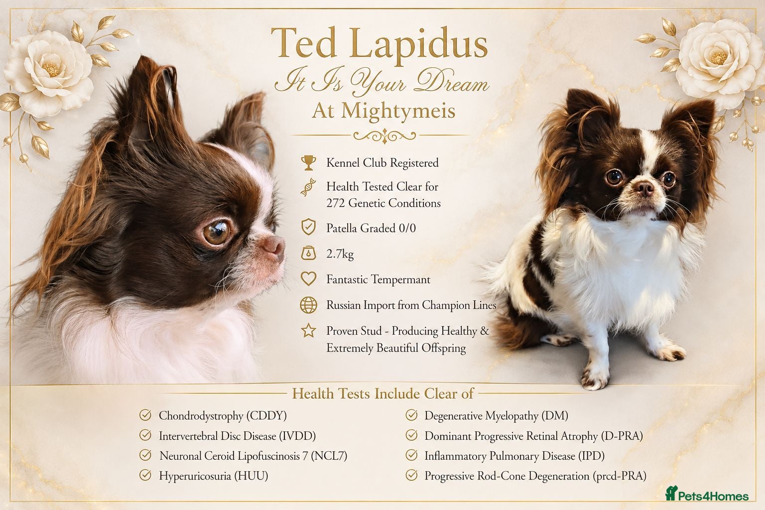Chihuahua dogs KC reg-Heath Tested-Proven Stud - Advert 15