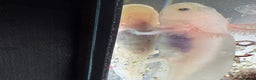 Axolotl reptiles for sale: Axolotl - Advert 22