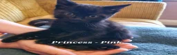 British Shorthair cats for sale: Pure Black British Shorthair Kittens in Dudley - Advert 23