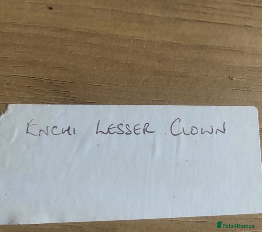 Python Snake reptiles for sale: Python - Advert 7