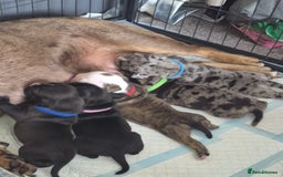 Olde English Bulldogge dogs for sale: STUNNING LITTER OF OLD ENGLISH BULLDOGS 😍  - Image 2