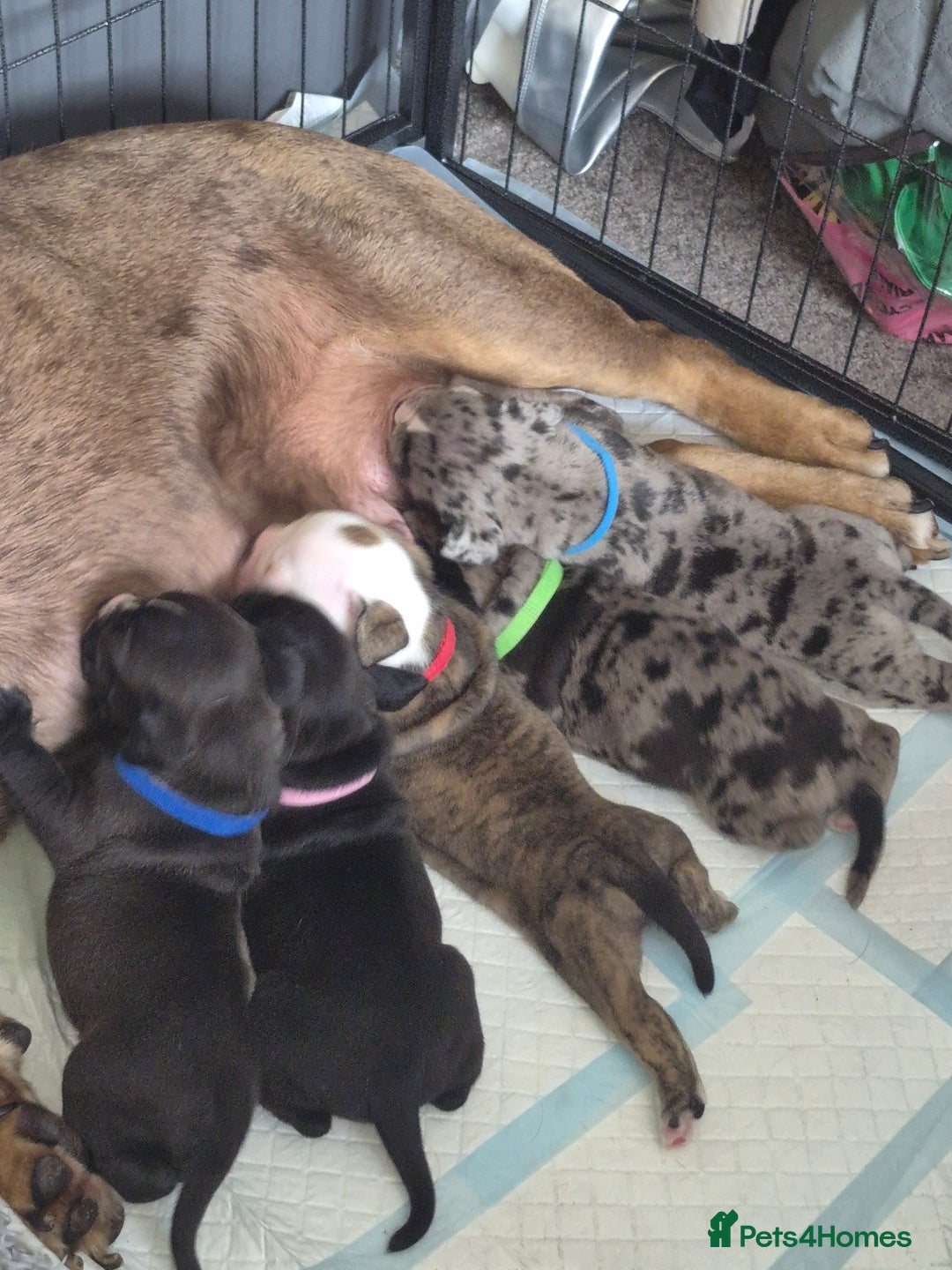 Olde English Bulldogge dogs for sale: STUNNING LITTER OF OLD ENGLISH BULLDOGS 😍  - Image 2