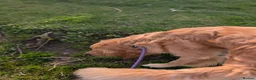 Golden Retriever dogs for stud: Proven - Fully Health Tested KC Golden Retriever - Advert 2