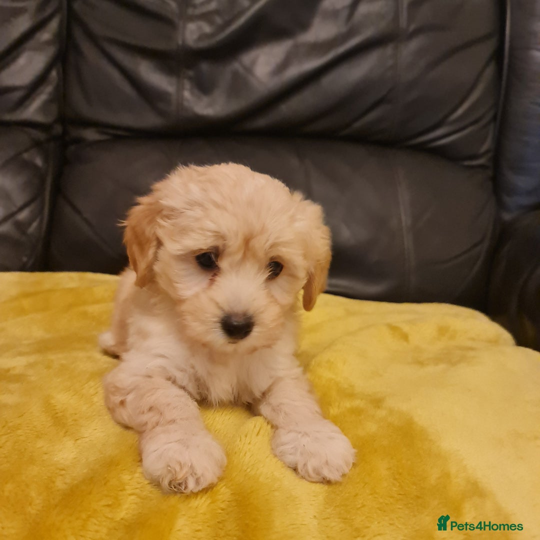 Maltipoo dogs for sale: Maltipoo puppies for sale - Image 4