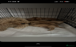 Cockapoo dogs for sale: 5 f1 cockerpoo puppies  - Image 7