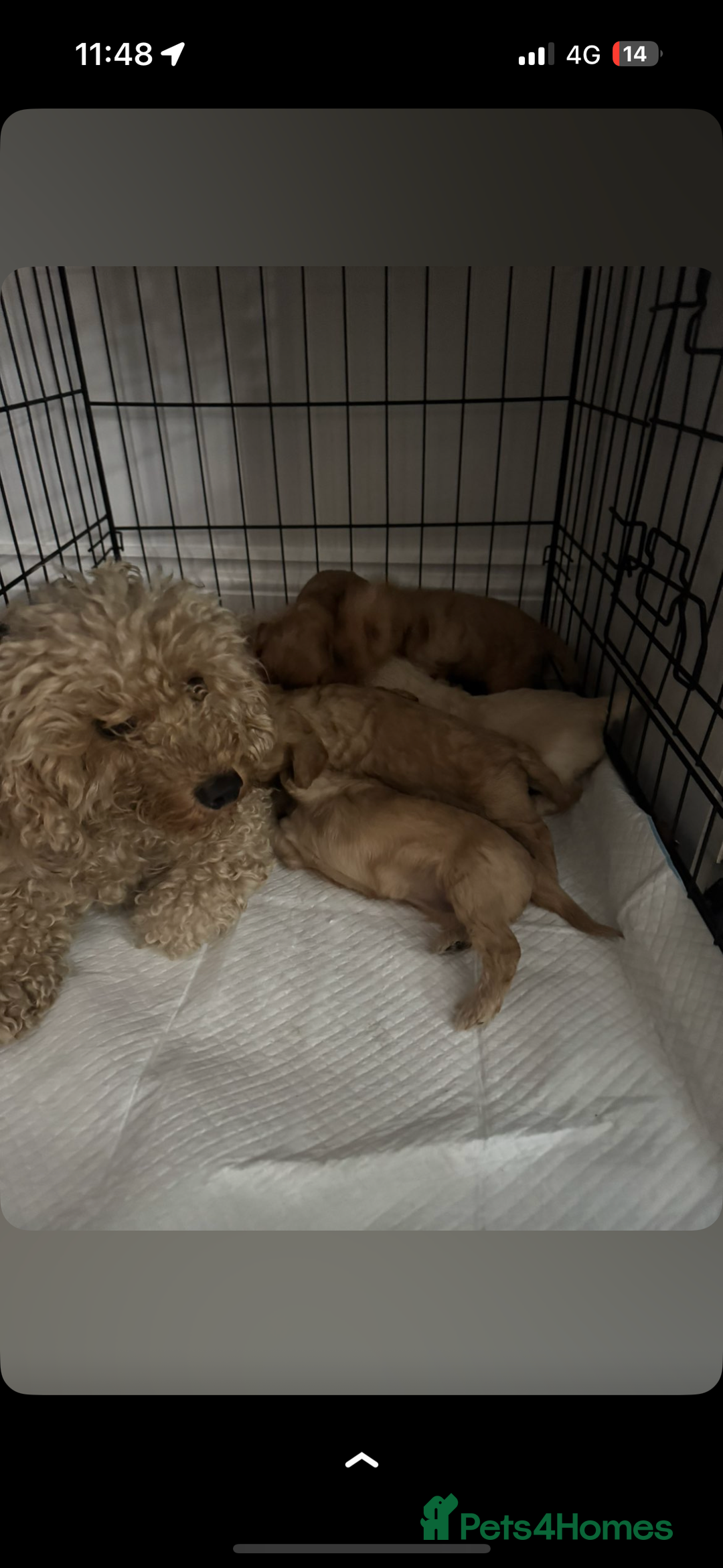Cockapoo dogs for sale: 5 f1 cockerpoo puppies  - Image 7