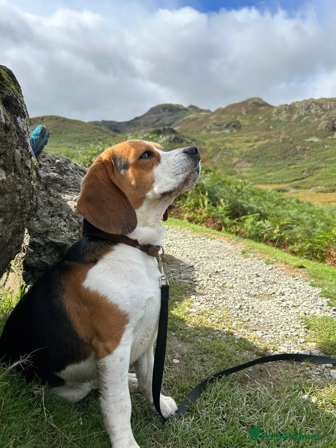 Beagle dogs for stud: Beagle for stud PROVEN in Preston - Advert 11