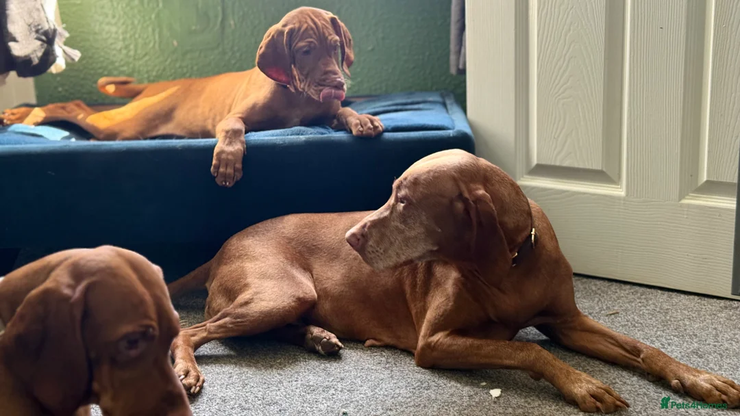 Hungarian Vizsla dogs for sale: KC Registered Vizsla Boy-Family Pet-J-2026-Litter - Advert 2