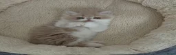 Persian cats for sale: 🐾 Pure Persian Kittens  🐾 in Manchester - Advert 9