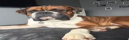 Boxer dogs for stud: Full pedigree boxer dog for stud  - Advert 5