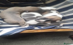 Whippet dogs for sale: Kc registered whippet pups  - Image 11