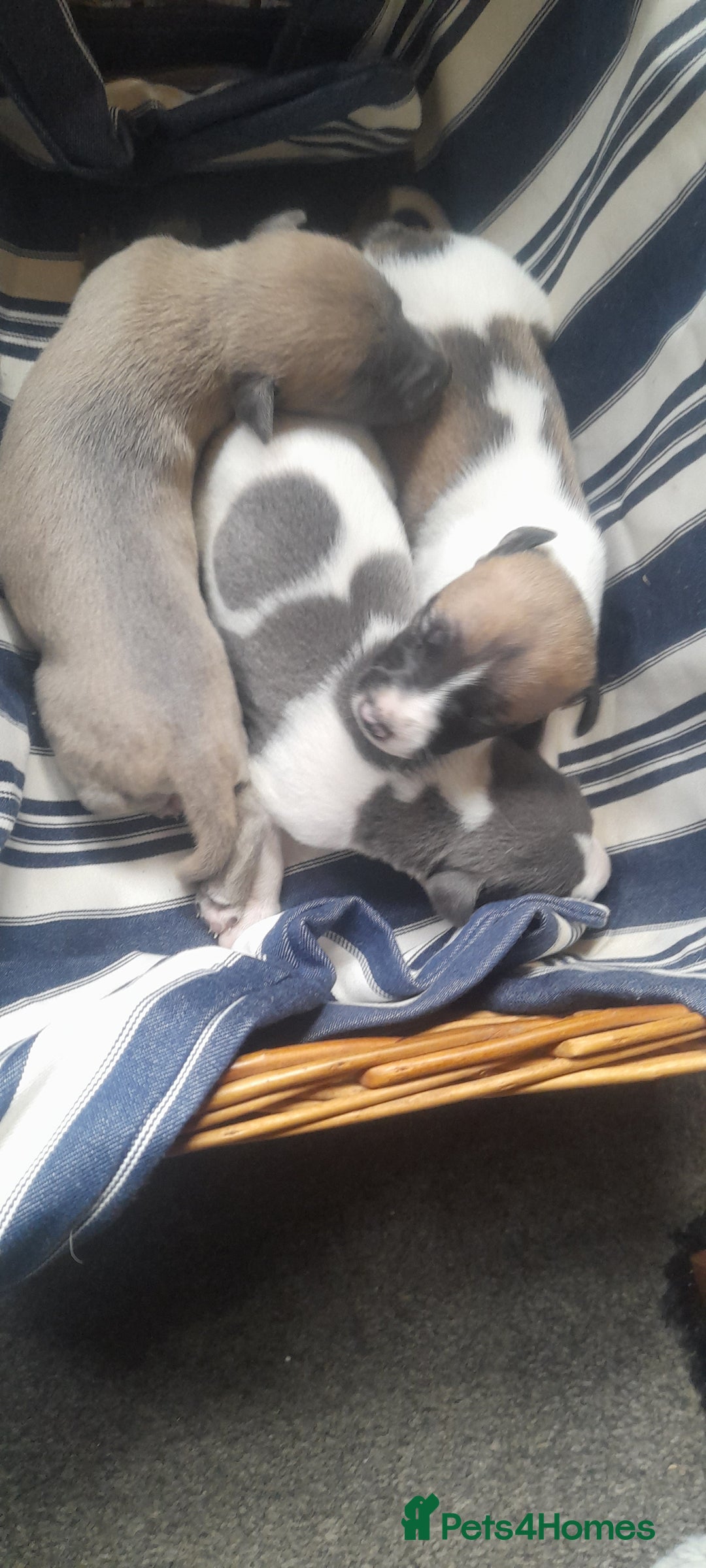 Whippet dogs for sale: Kc registered whippet pups  - Image 11