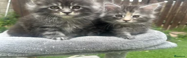 Maine Coon 2
