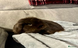 Mini Lop rabbits for sale: rabbit for sale  - Image 3