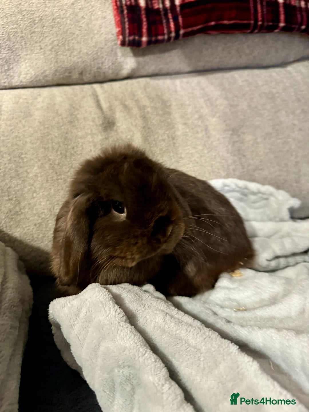 Mini Lop rabbits for sale: rabbit for sale  - Image 3