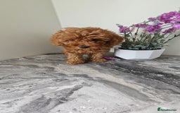 Toy Poodle dogs for sale: Beautiful Red Toy Poodle Puppies - Image 18