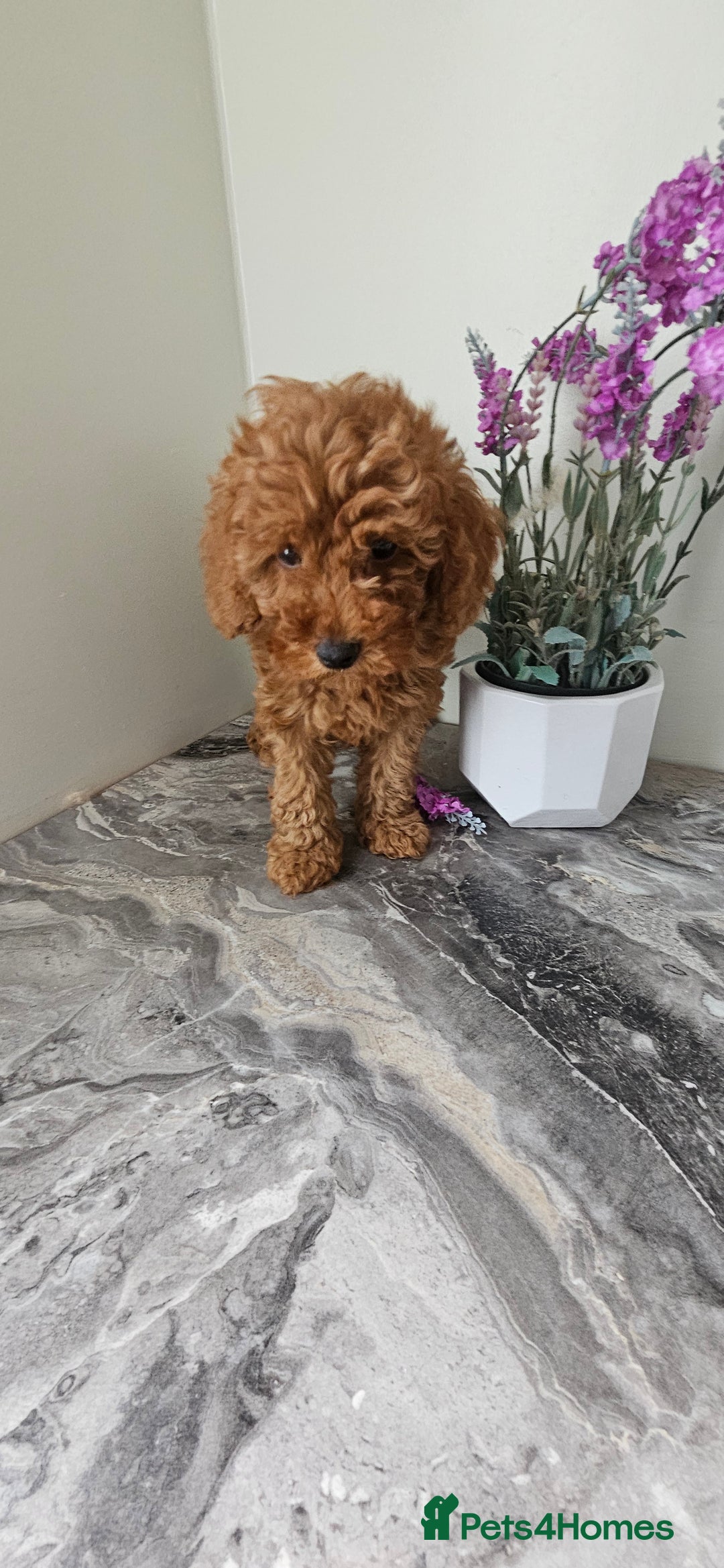 Toy Poodle dogs for sale: Beautiful Red Toy Poodle Puppies - Image 18