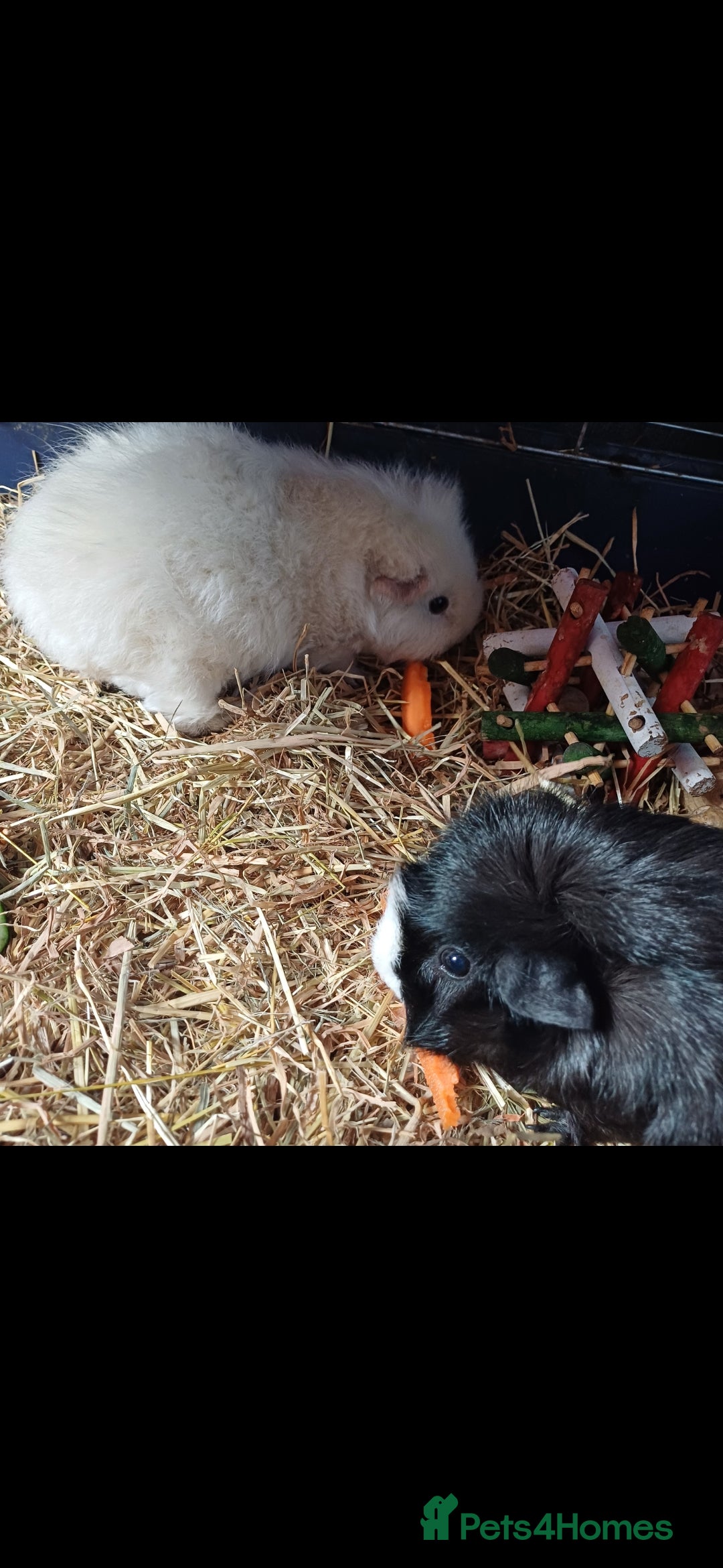 Guinea Pig rodents for sale: Cloud and rain+everything you need for them - Advert 12