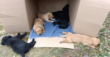 Labrador Retriever dogs - Advert 1
