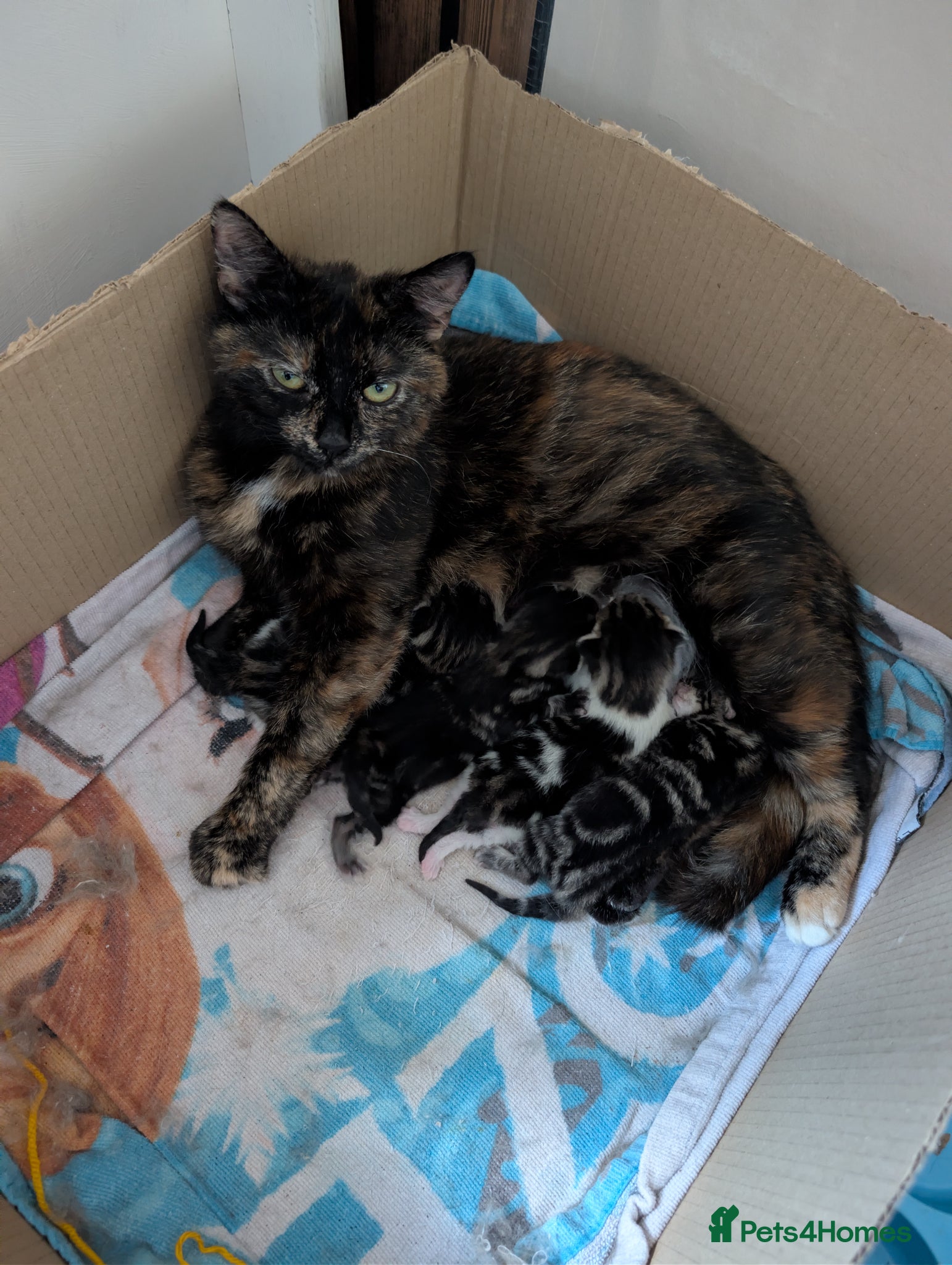Domestic Shorthair cats Beautiful kittens  - Advert 5