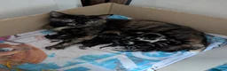 Domestic Shorthair cats for sale: Beautiful kittens  in Kettering - Advert 1