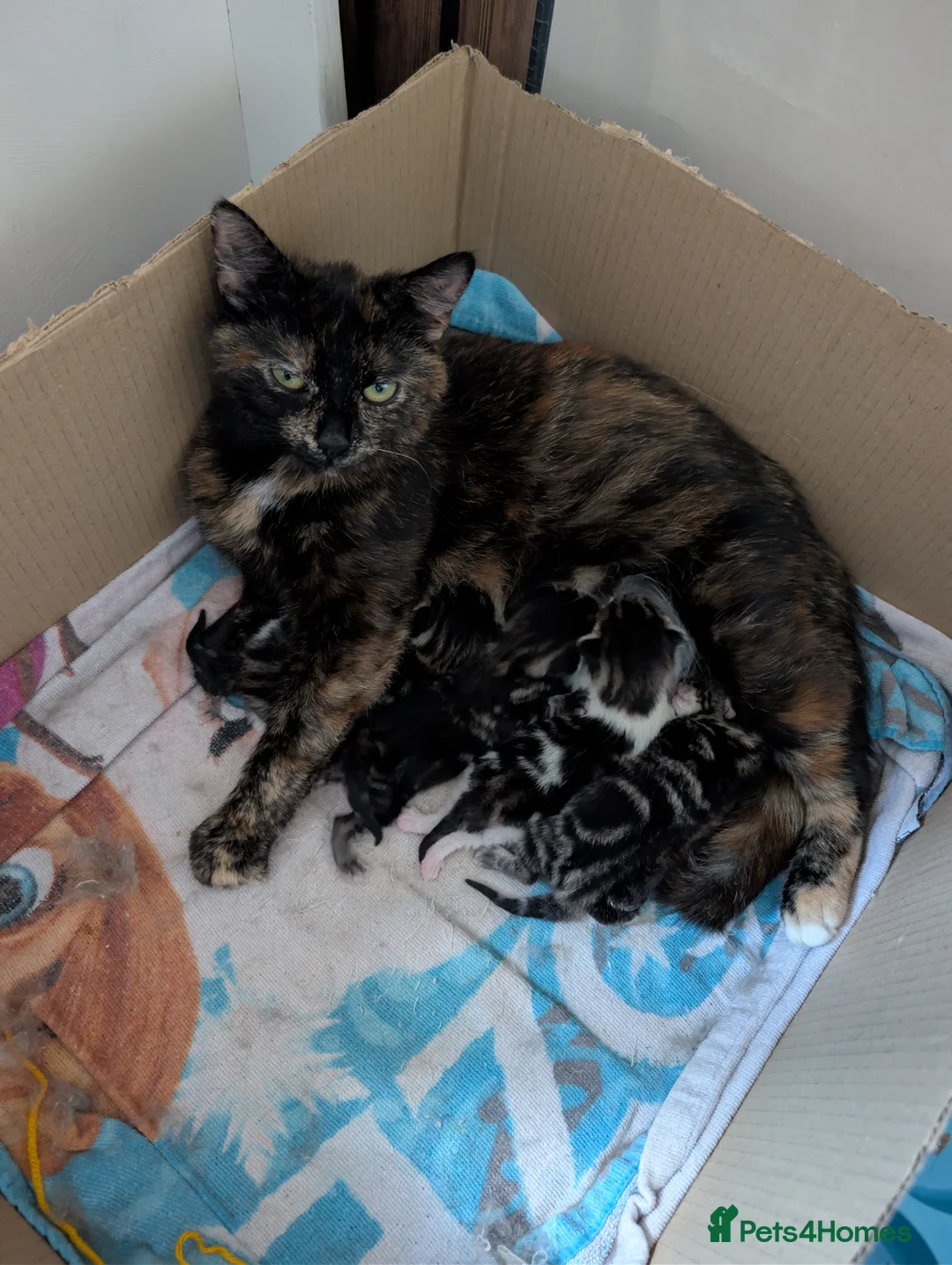 Domestic Shorthair cats for sale: Beautiful kittens  in Kettering - Advert 1
