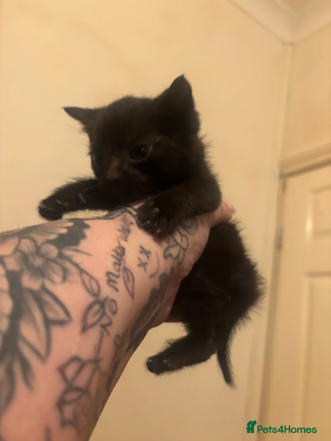 Mixed Breed cats for sale: 3 kittens for sale - Advert 5