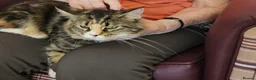 Maine Coon cats for sale:  Maine Coon Kittens  - Advert 4