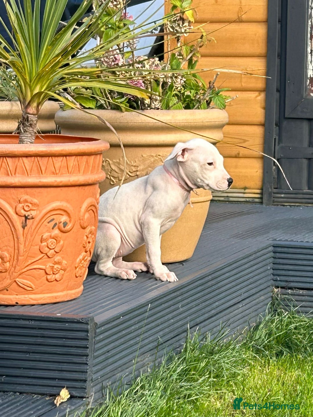 American Bulldog dogs for adoption: 5 GORGEOUS AM BULL X PUPS 12WKS OLD - Image 5