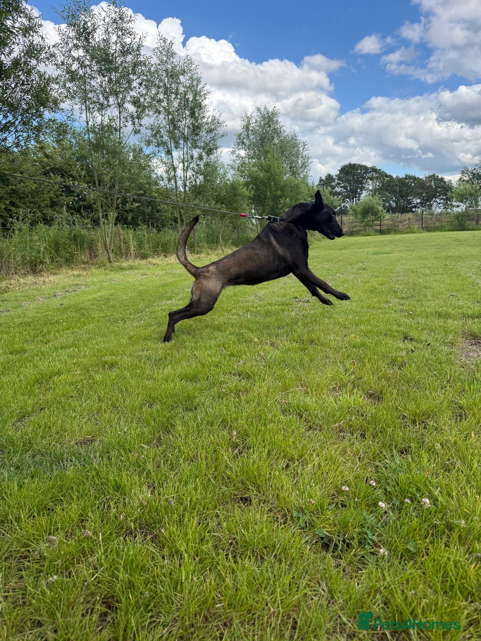 Belgian Shepherd Dog dogs DARK KC REG BELGIAN MALINOIS PUPPIES - Advert 2