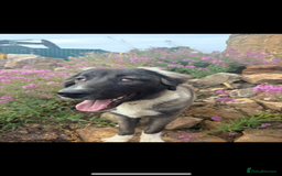 Turkish Kangal dogs for sale: Turkish kangal Bear  - Image 2