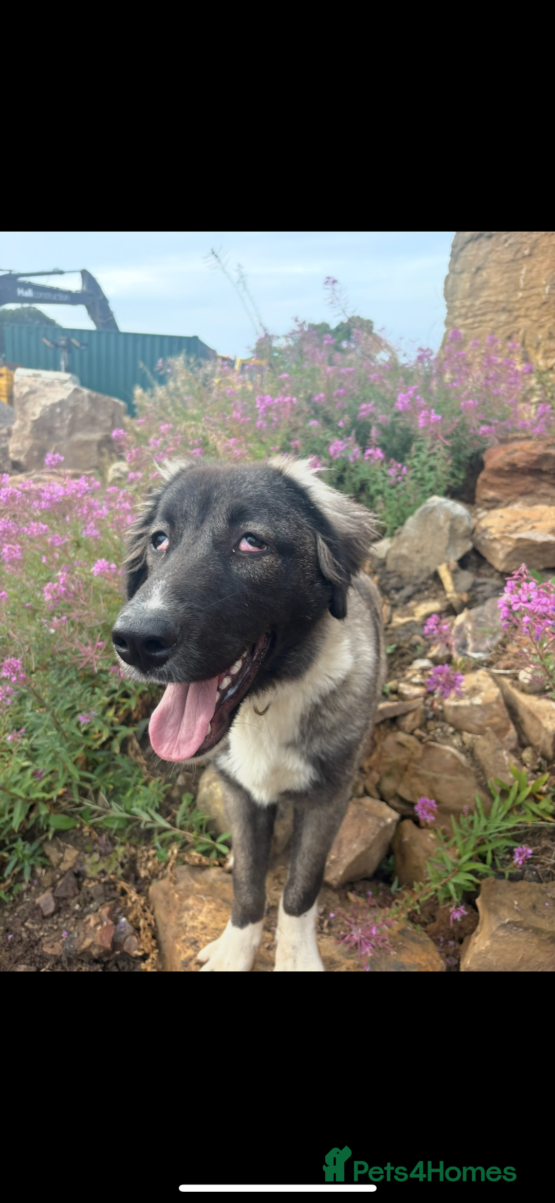 Turkish Kangal dogs for sale: Turkish kangal Bear  - Image 2