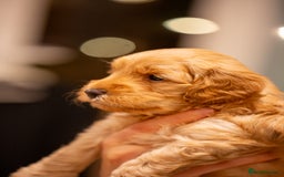 Cockapoo dogs for sale: Stunning F2b Miniature Cockapoos / Health Tested - Image 24