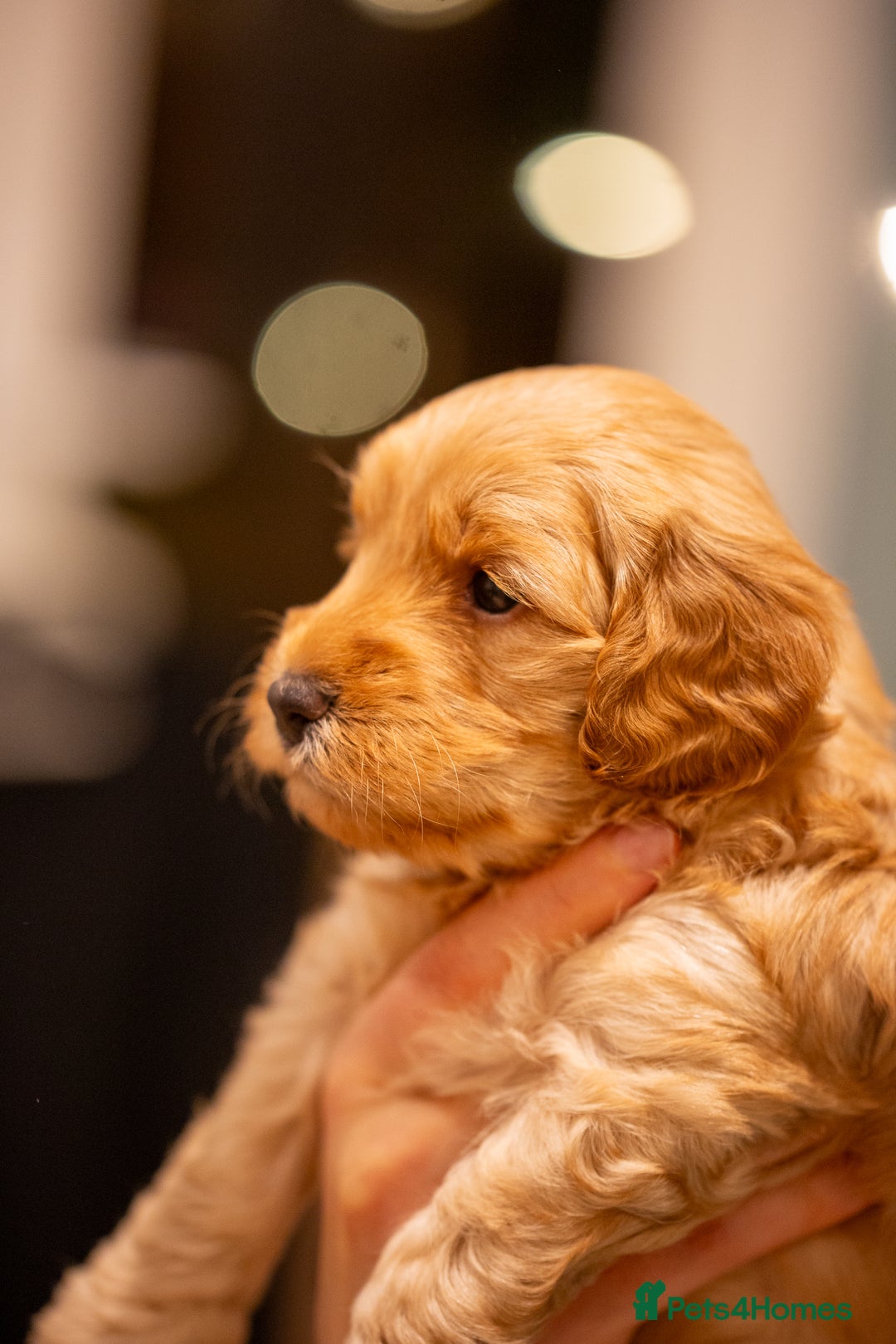 Cockapoo dogs for sale: Stunning F2b Miniature Cockapoos / Health Tested - Image 24