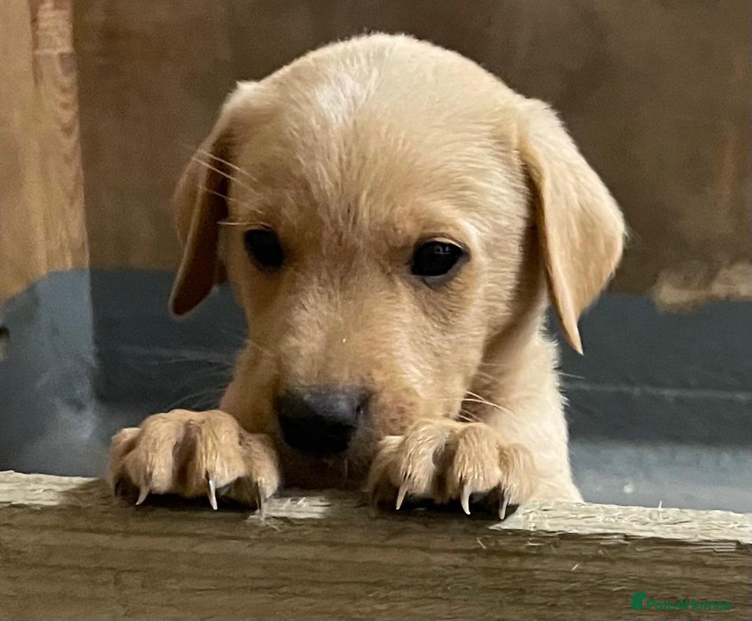 Labrador Retriever dogs for sale: Fox red Labradors  - Image 11