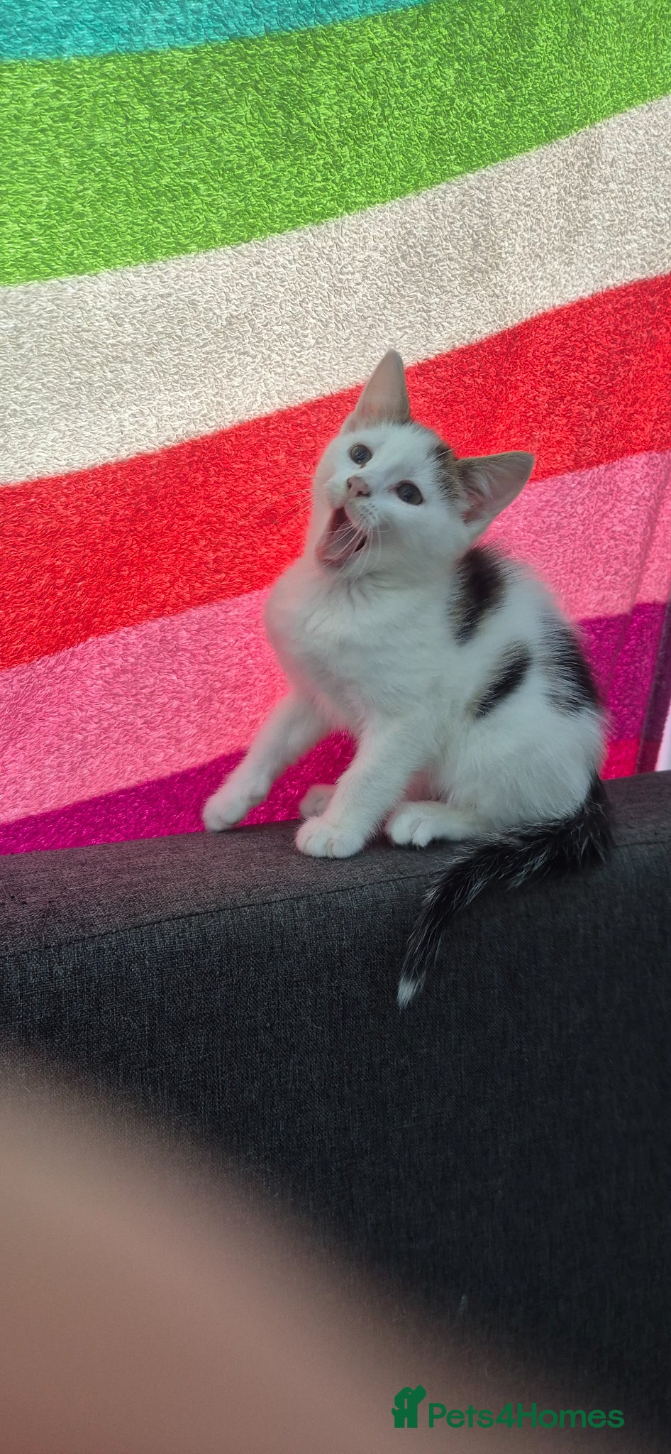 Mixed Breed cats Gorgeous kittens - Advert 9