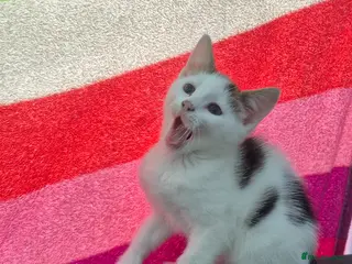 Mixed Breed cats Gorgeous kittens - Advert 9