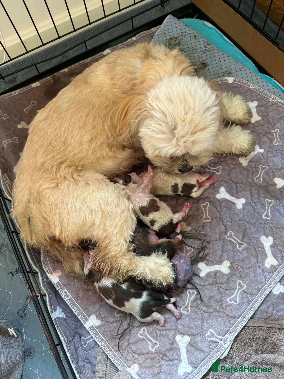 Lhasa Apso dogs for sale: Beautiful kc reg Lhasa apso pups  - Advert 2