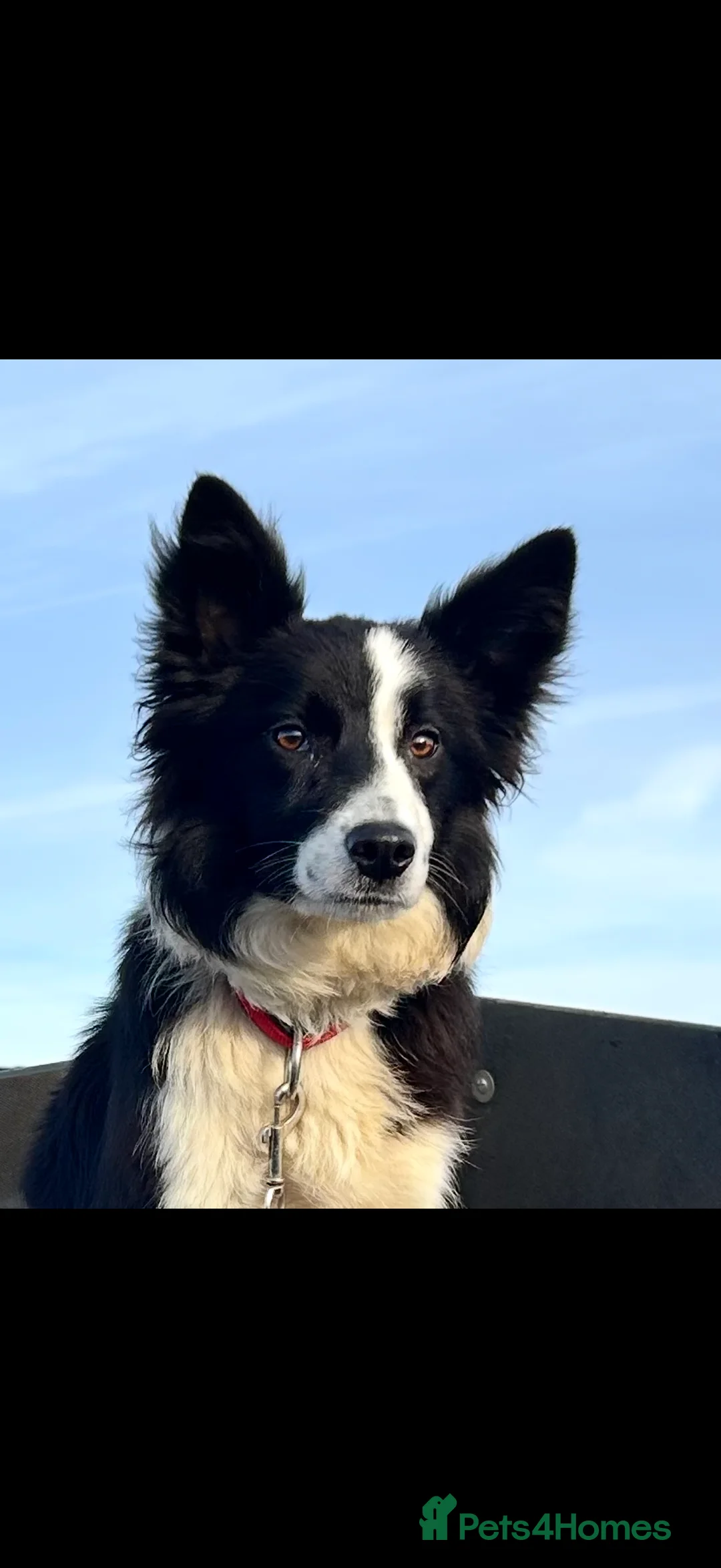 Border Collie dogs for sale: ISDS registered Beautiful Border Collie pup  - Advert 2